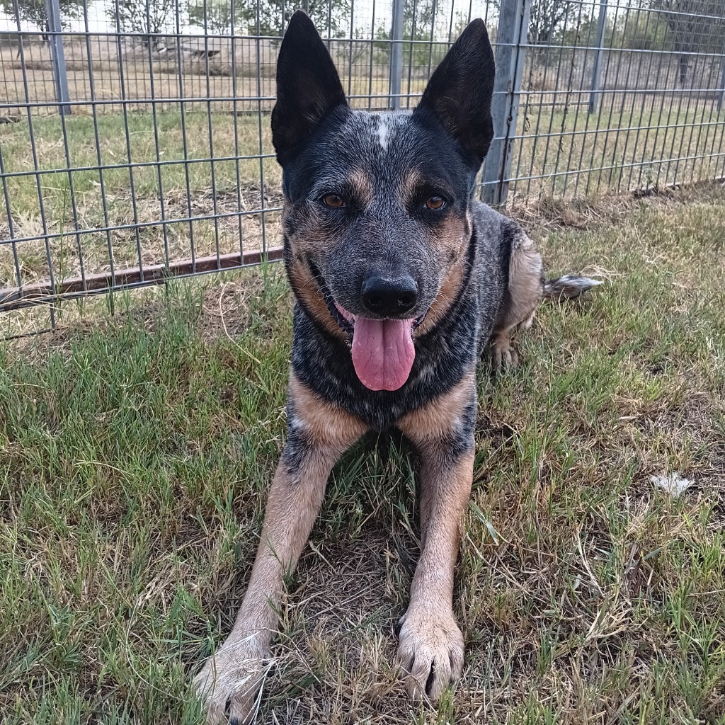 Levi (Sancho)