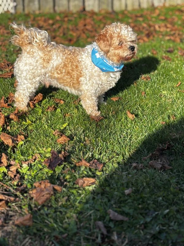 Boomermorrow thumbnail 2