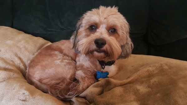 Dandie  Os thumbnail 2