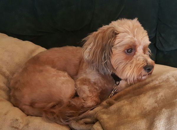 Dandie  Os thumbnail 3