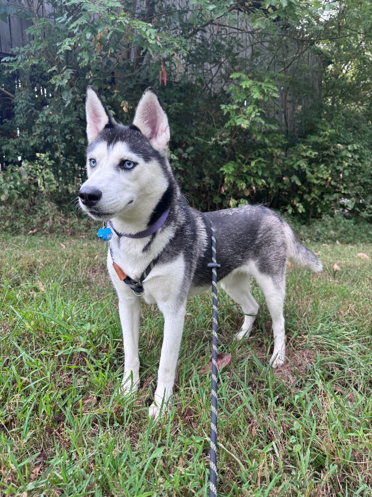 Artemis