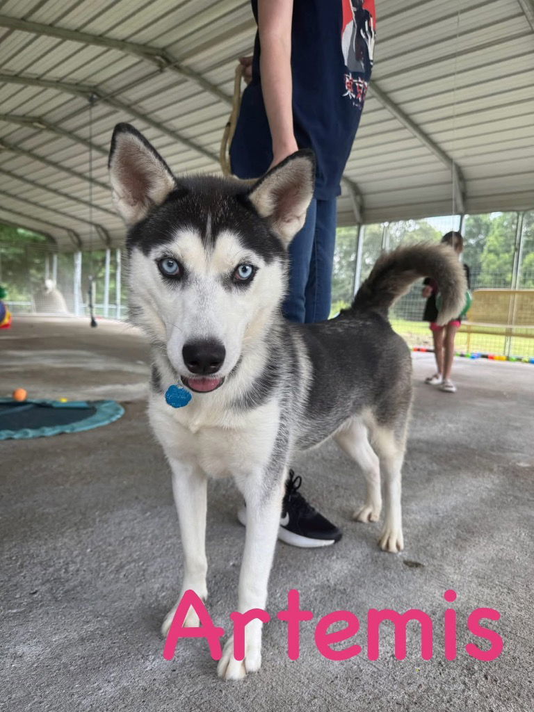 Artemis