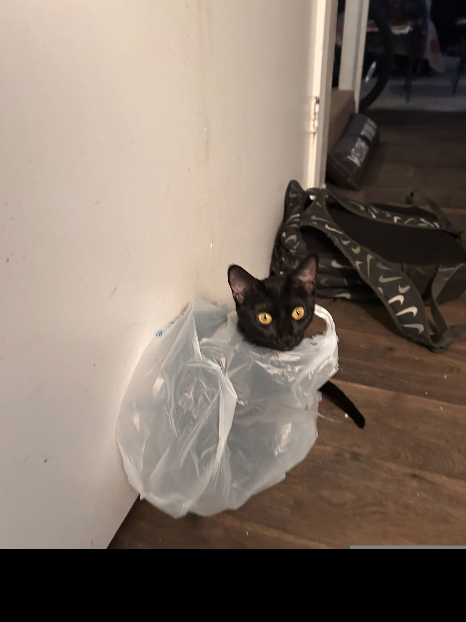 Luna XXXII (New Digs)