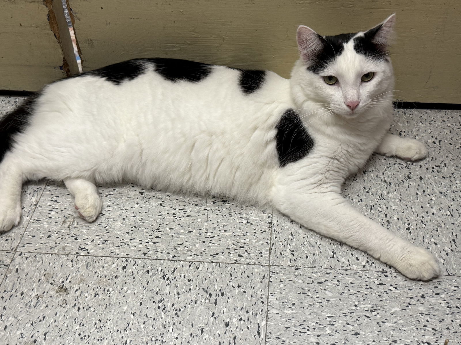 Sensational Seth Napa Petco