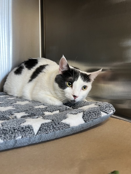 Winston, an adoptable Domestic Short Hair in Kennewick, WA, 99336 | Photo Image 1