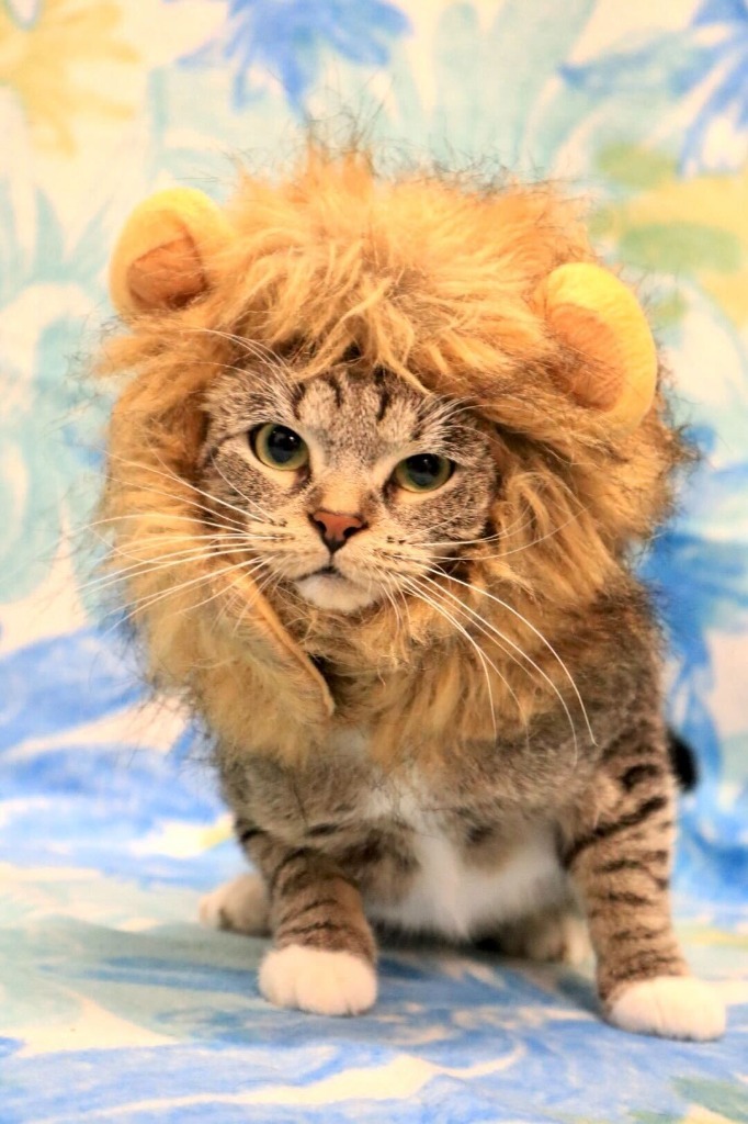 Candy Apple, an adoptable Domestic Short Hair in Minot, ND, 58702 | Photo Image 1