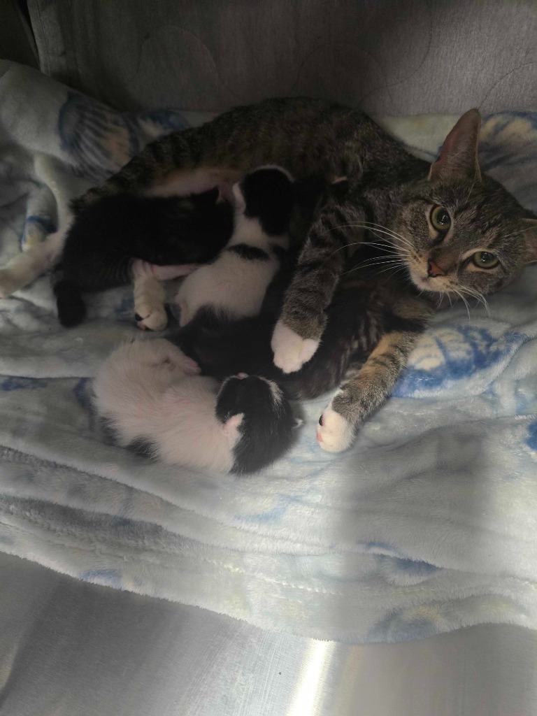 Candy Apple, an adoptable Domestic Short Hair in Minot, ND, 58702 | Photo Image 2