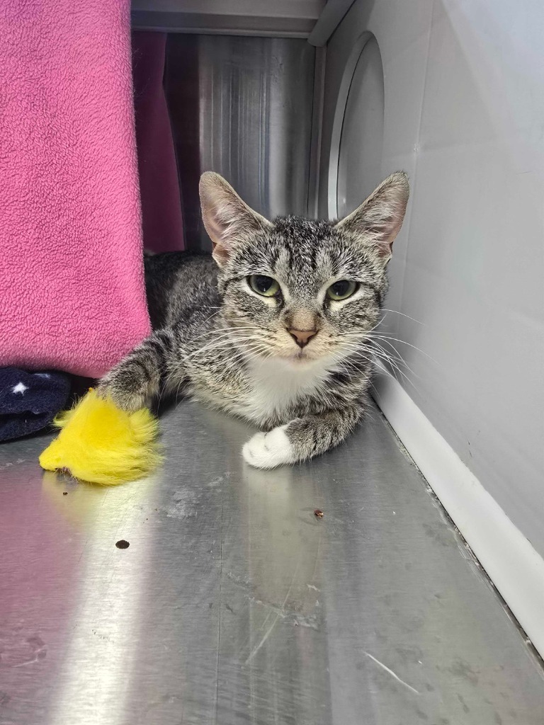 Candy Apple, an adoptable Domestic Short Hair in Minot, ND, 58702 | Photo Image 3