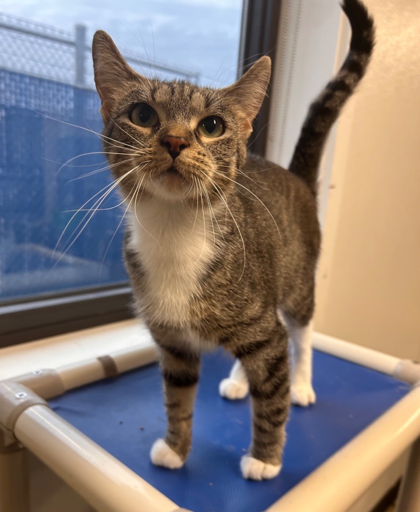 Candy Apple, an adoptable Domestic Short Hair in Minot, ND, 58702 | Photo Image 5