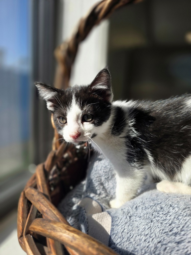 Jersey, an adoptable Domestic Short Hair in Minot, ND, 58702 | Photo Image 1