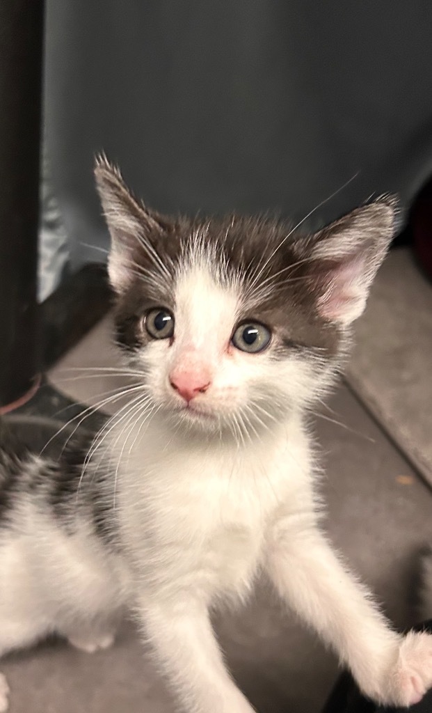 Dairy, an adoptable Domestic Short Hair in Minot, ND, 58702 | Photo Image 1