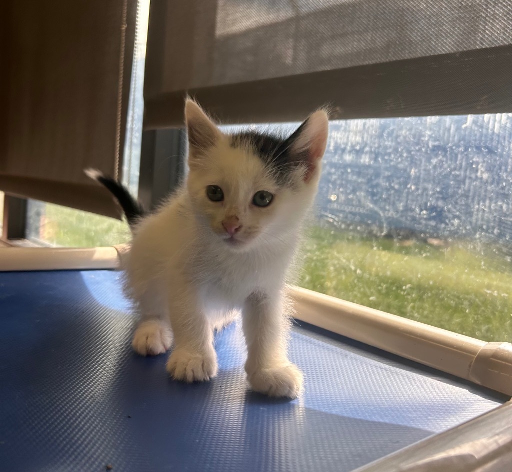 Cheese Curds, an adoptable Domestic Short Hair in Minot, ND, 58702 | Photo Image 1