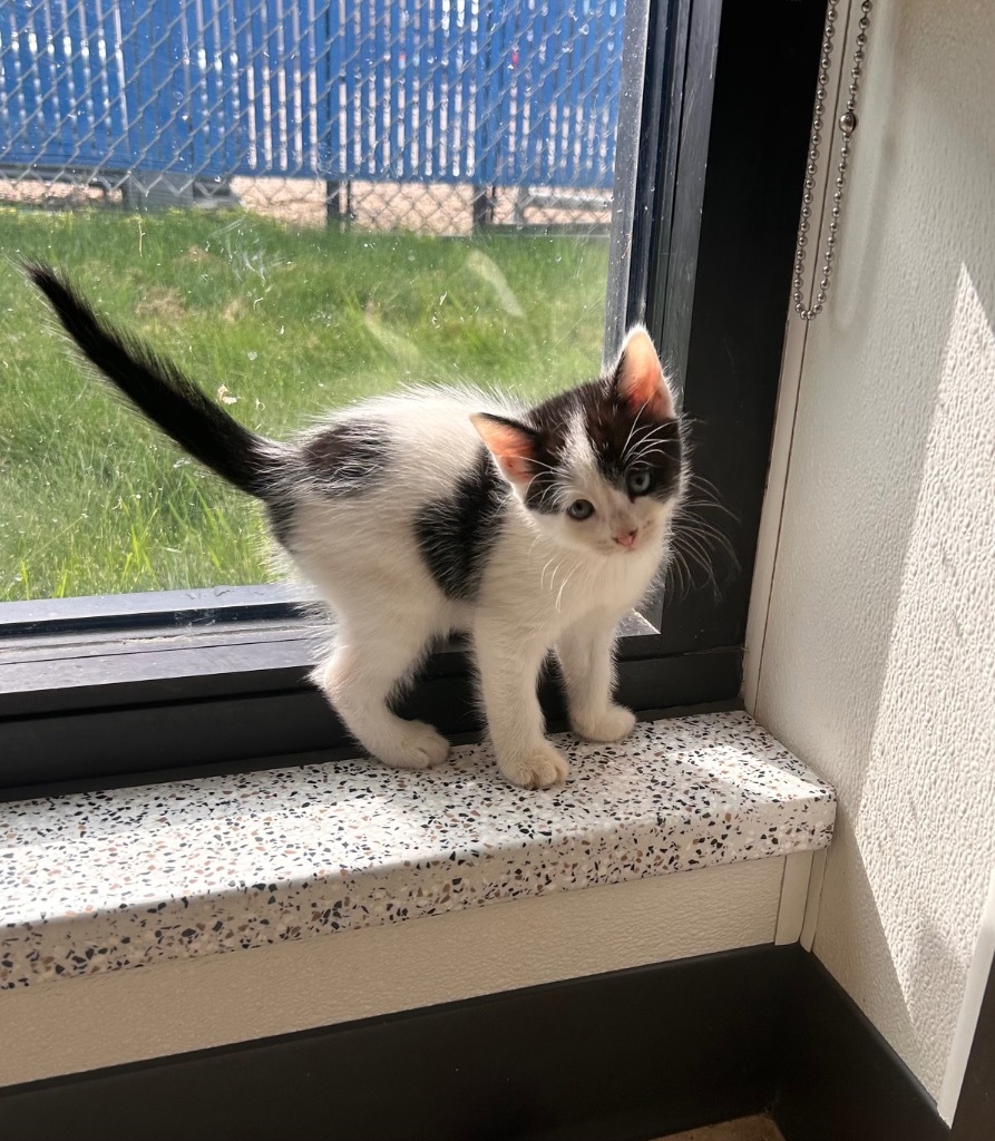 Cotton Candy, an adoptable Domestic Short Hair in Minot, ND, 58702 | Photo Image 1