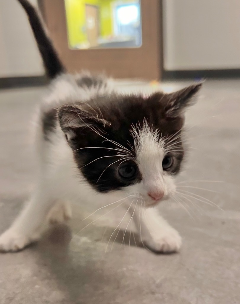 Highland, an adoptable Domestic Short Hair in Minot, ND, 58702 | Photo Image 1
