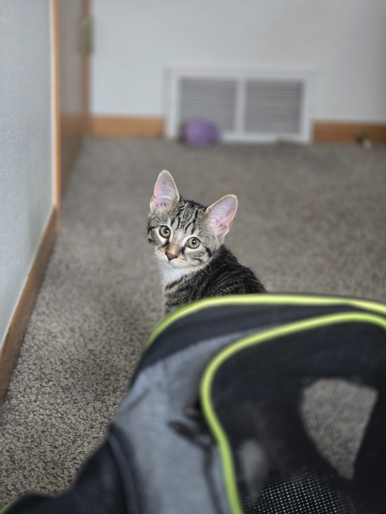 Funnel Cakes, an adoptable Domestic Short Hair in Minot, ND, 58702 | Photo Image 1