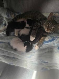 Funnel Cakes, an adoptable Domestic Short Hair in Minot, ND, 58702 | Photo Image 2