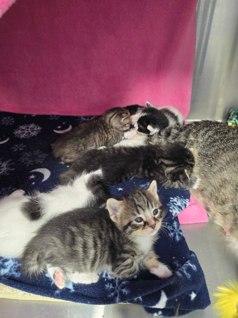 Funnel Cakes, an adoptable Domestic Short Hair in Minot, ND, 58702 | Photo Image 3