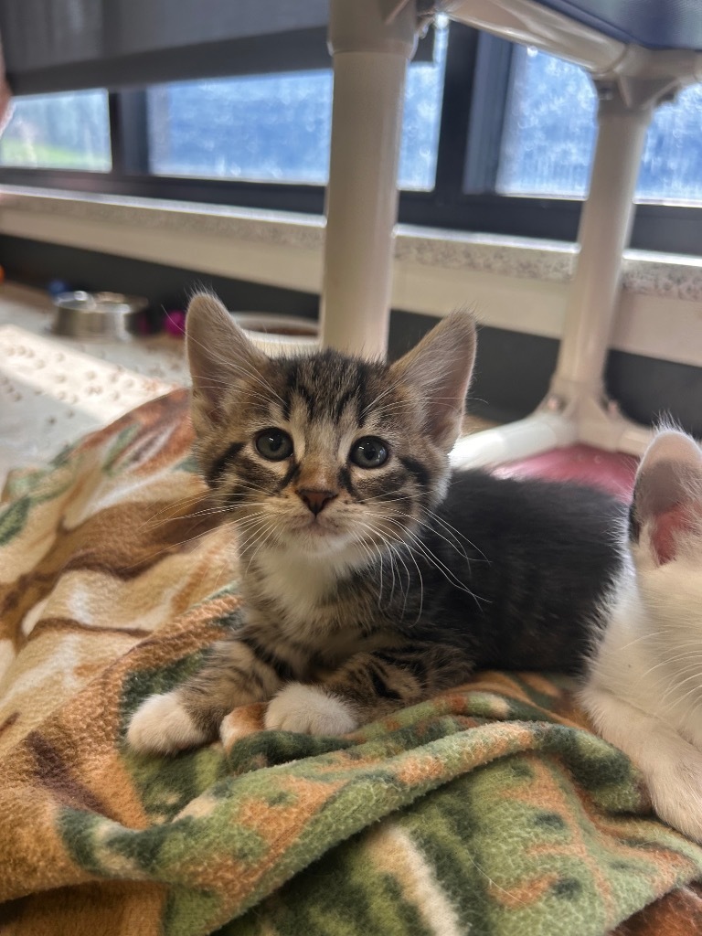Funnel Cakes, an adoptable Domestic Short Hair in Minot, ND, 58702 | Photo Image 4