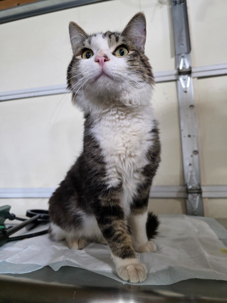 Cole, an adoptable Domestic Medium Hair in Minot, ND, 58701 | Photo Image 1