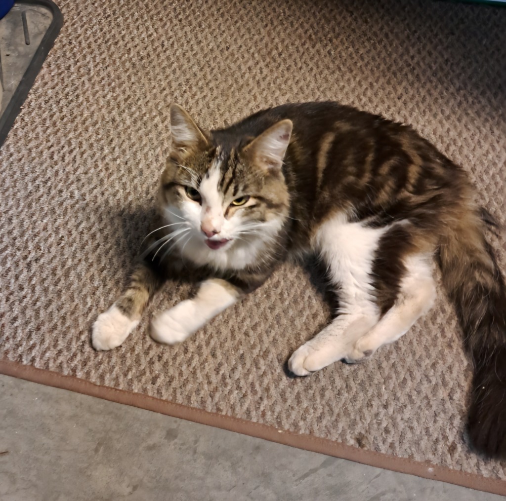 Cole, an adoptable Domestic Medium Hair in Minot, ND, 58701 | Photo Image 4