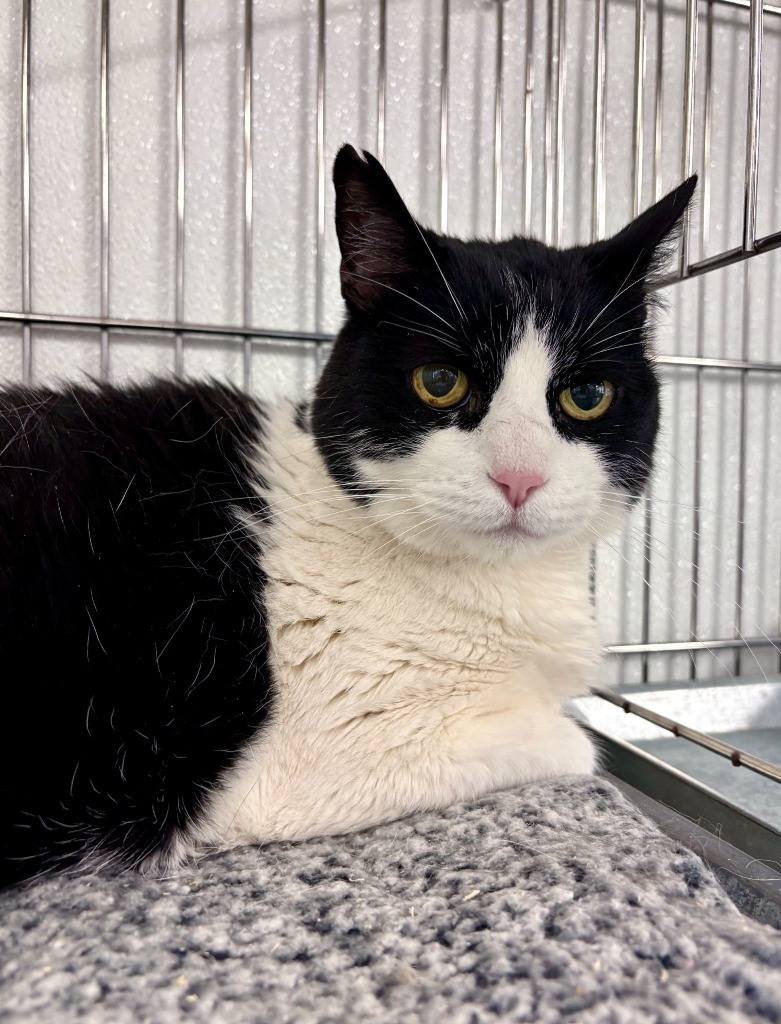 Princess, an adoptable Domestic Medium Hair in Rock Springs, WY, 82901 | Photo Image 1