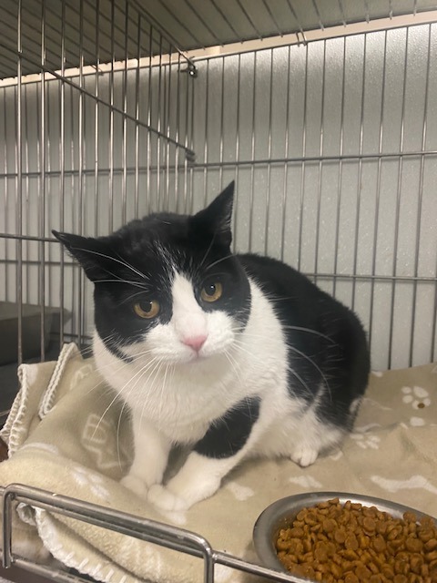 Princess, an adoptable Domestic Medium Hair in Rock Springs, WY, 82901 | Photo Image 2