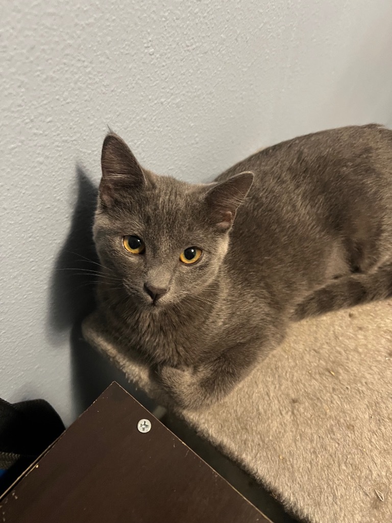 Delilah
