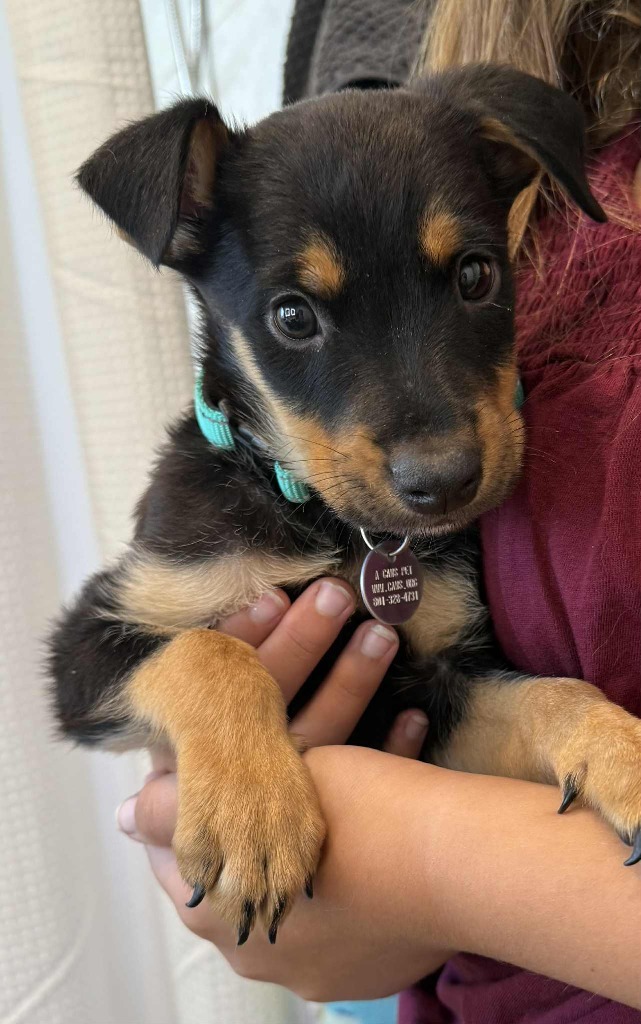 Rex