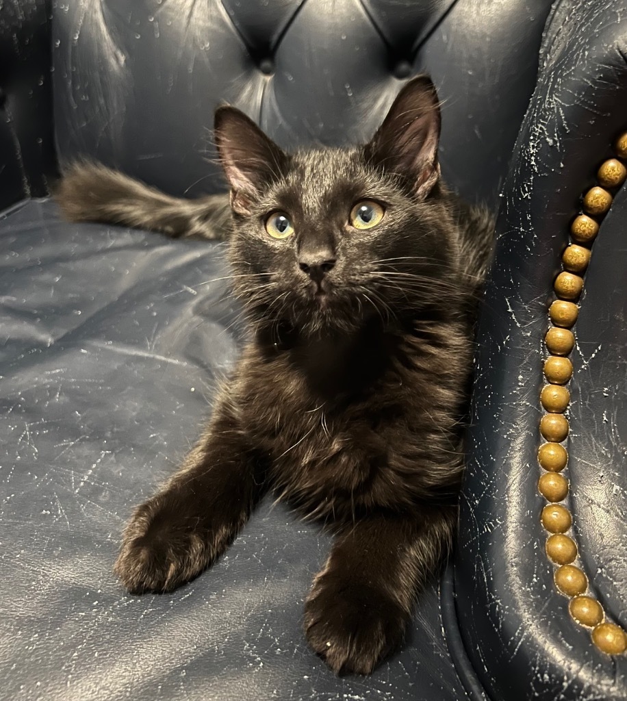 Samson