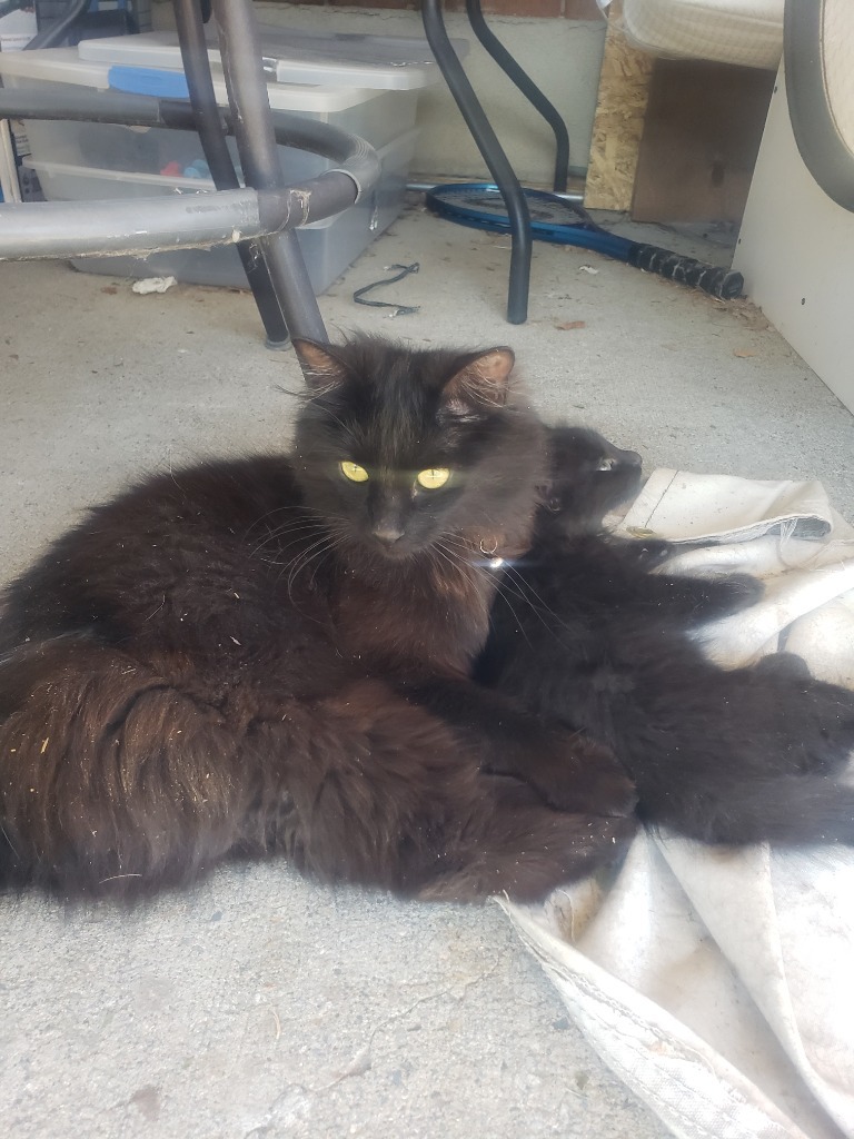 Samson