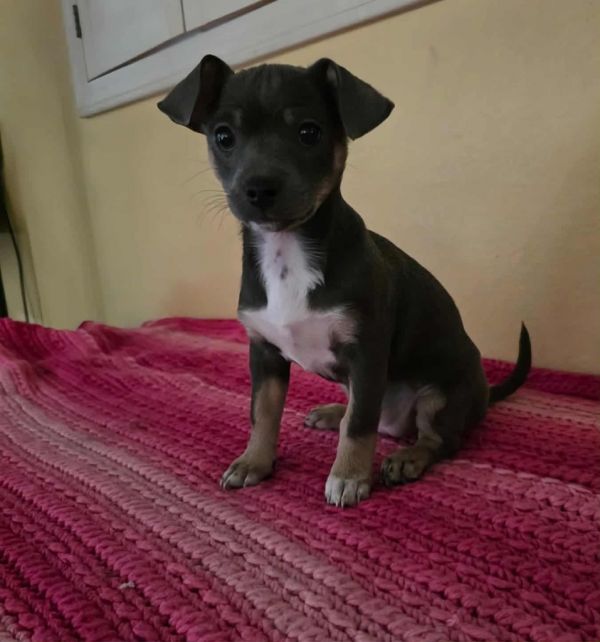 Mocca