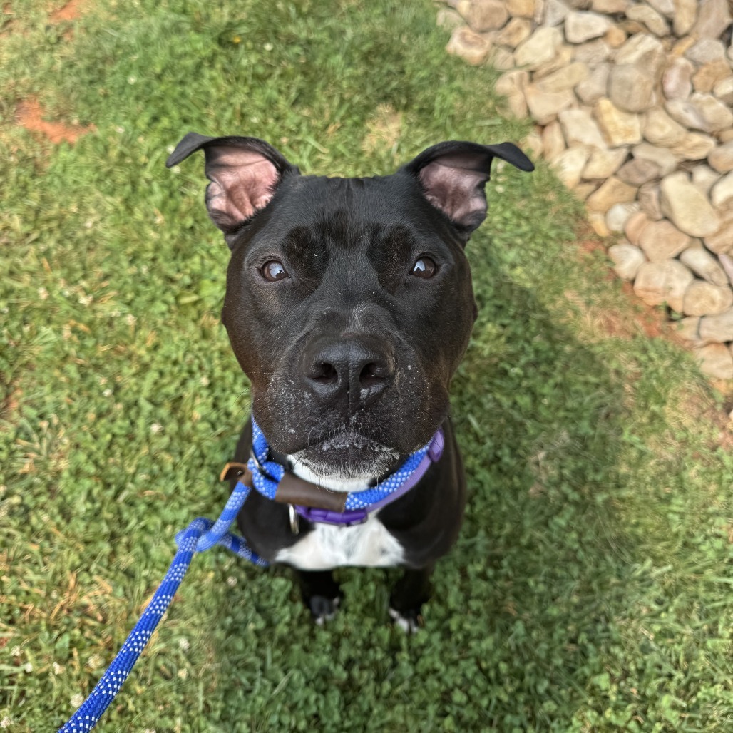 Rosco