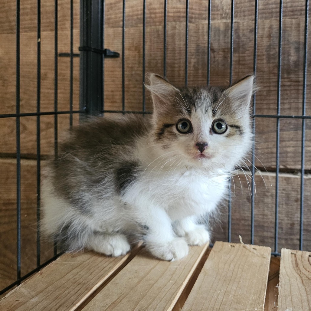 Toasted Marshmallow