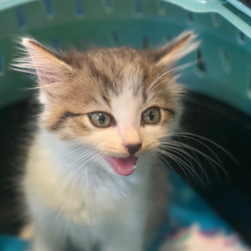 Toasted Marshmallow