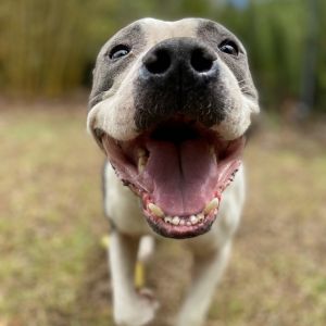 Thor (AIR-Stray-12342)