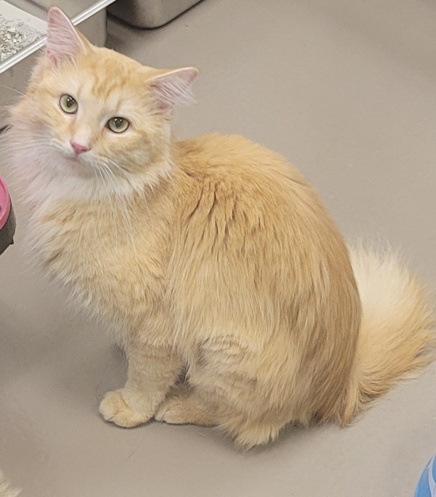 Fez *Bonded with Tilly