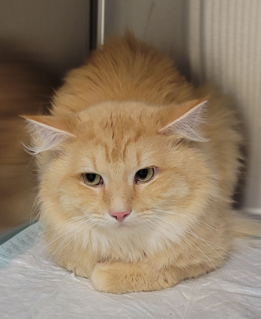 Fez *Bonded with Tilly