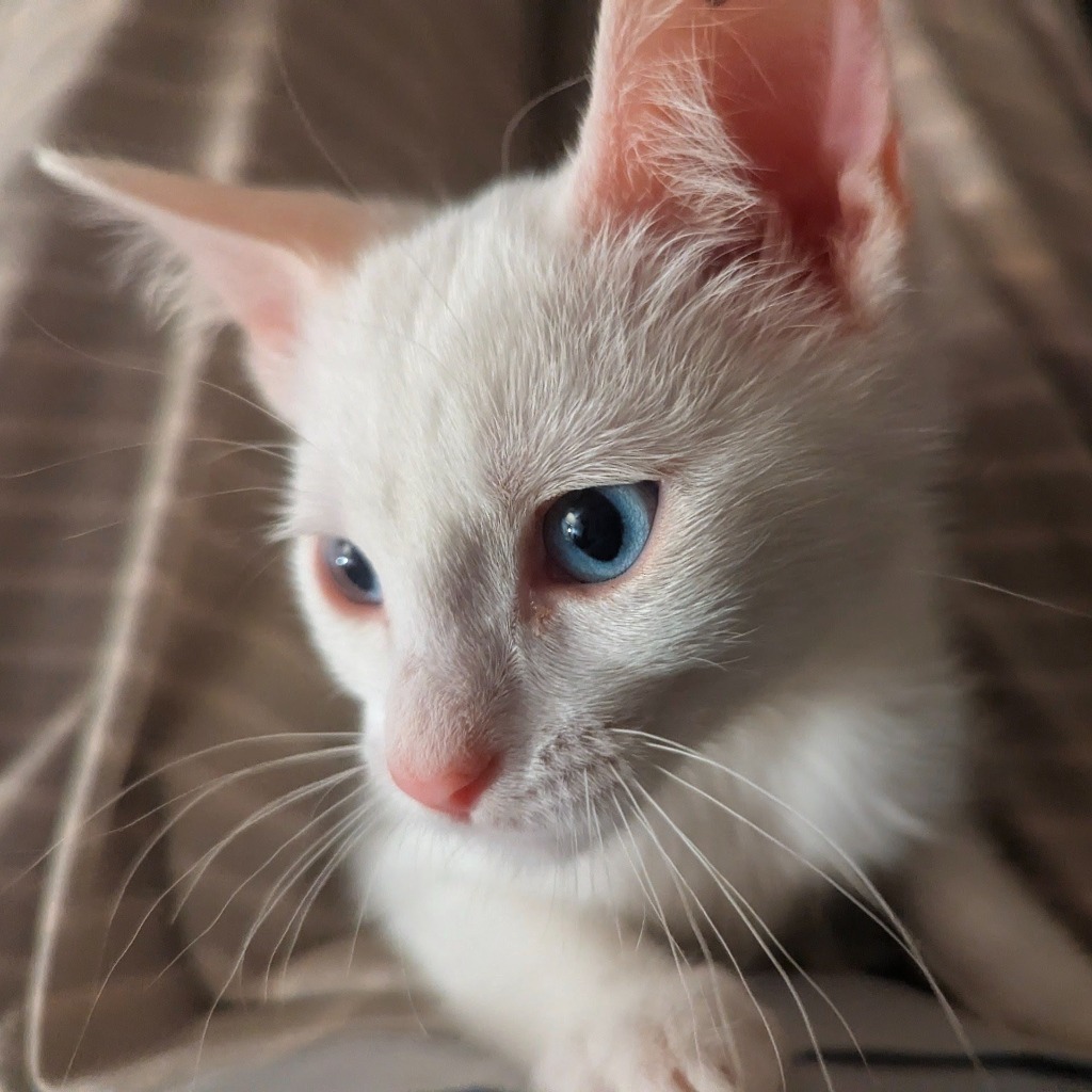 Baby Saja