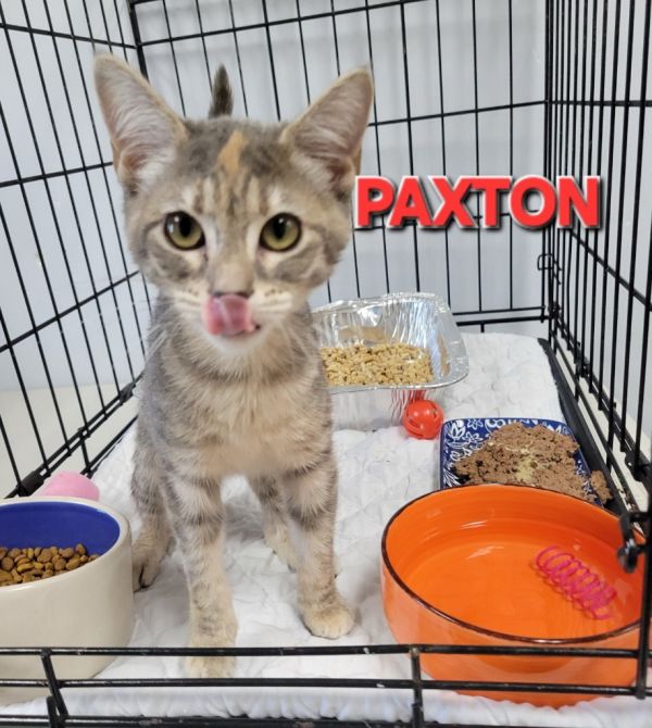 Paxton