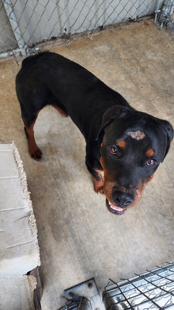 Bear (Diesel)