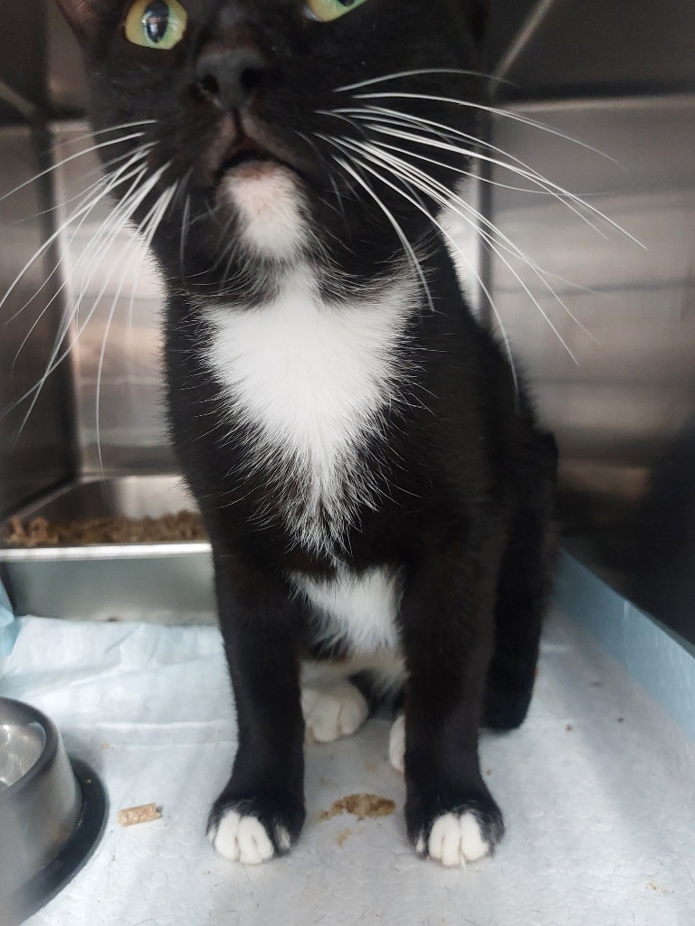 Leona, an adoptable Domestic Short Hair in Brownwood, TX, 76801 | Photo Image 1