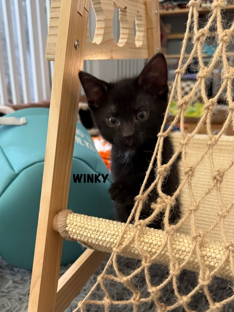 Winky