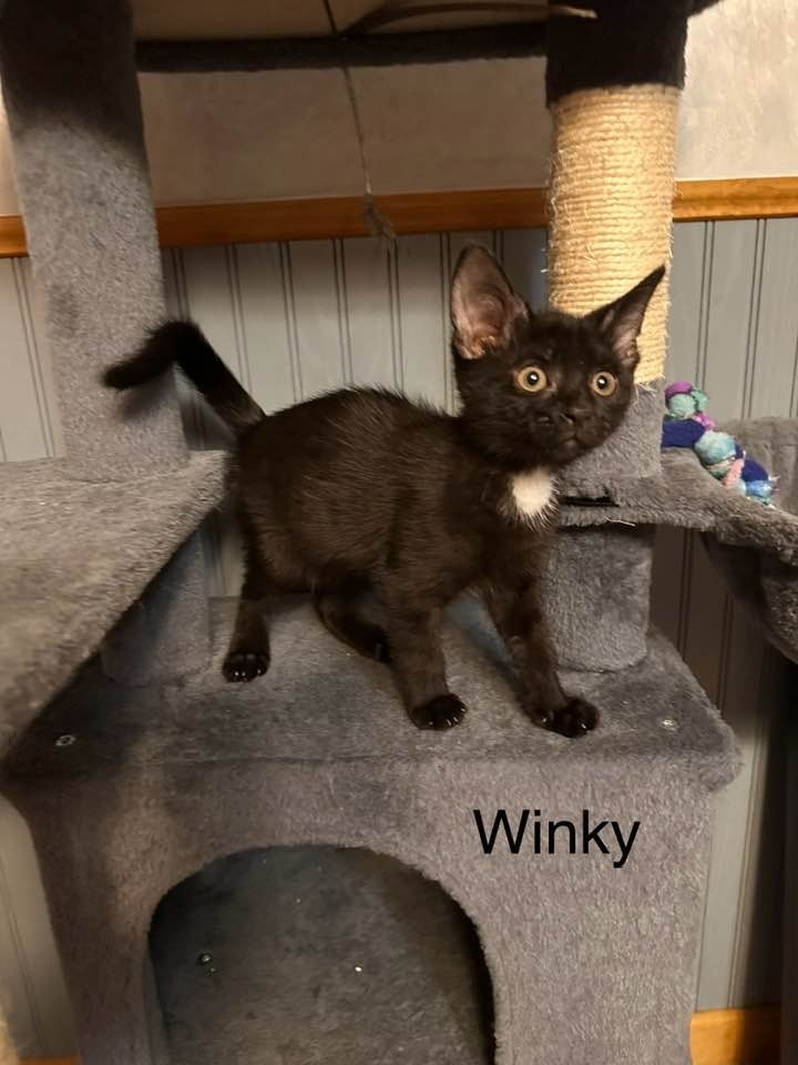 Winky