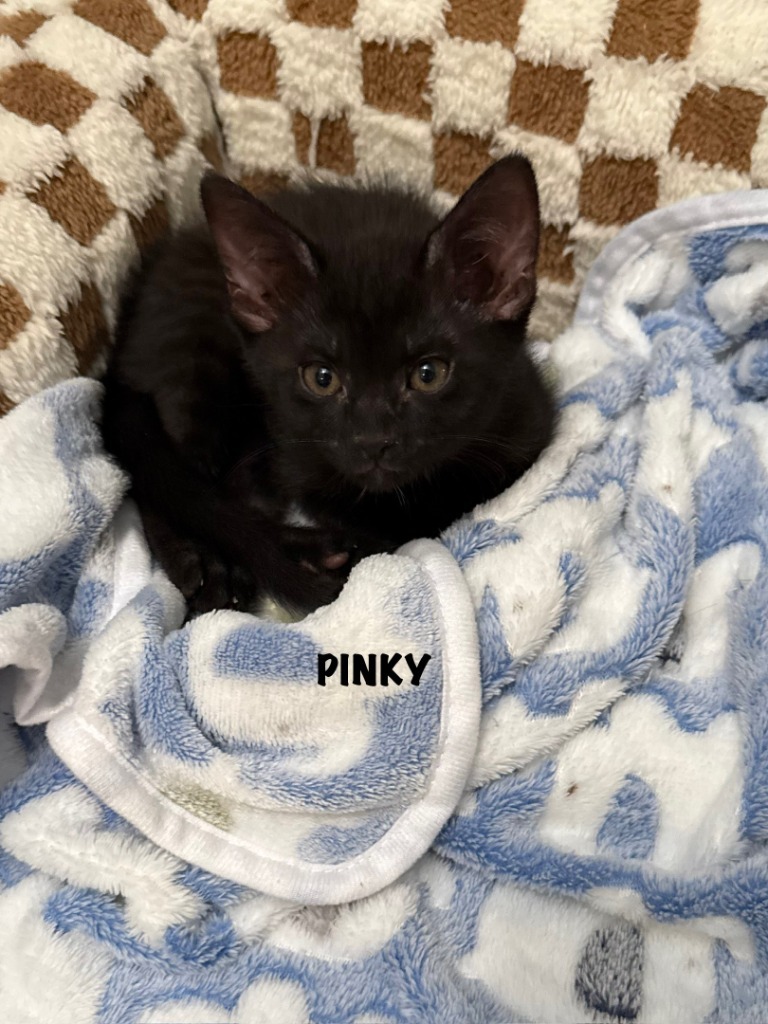 Pinky