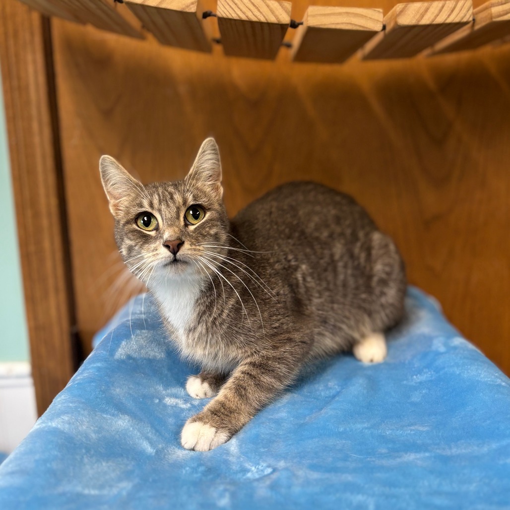Neveah--In Foster***ADOPTION PENDING***