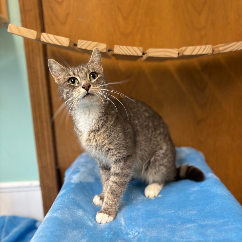 Neveah--In Foster***ADOPTION PENDING***