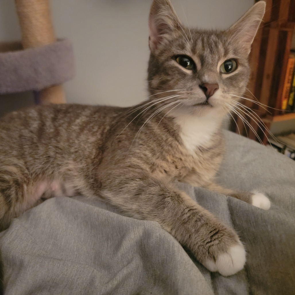 Neveah--In Foster***ADOPTION PENDING***