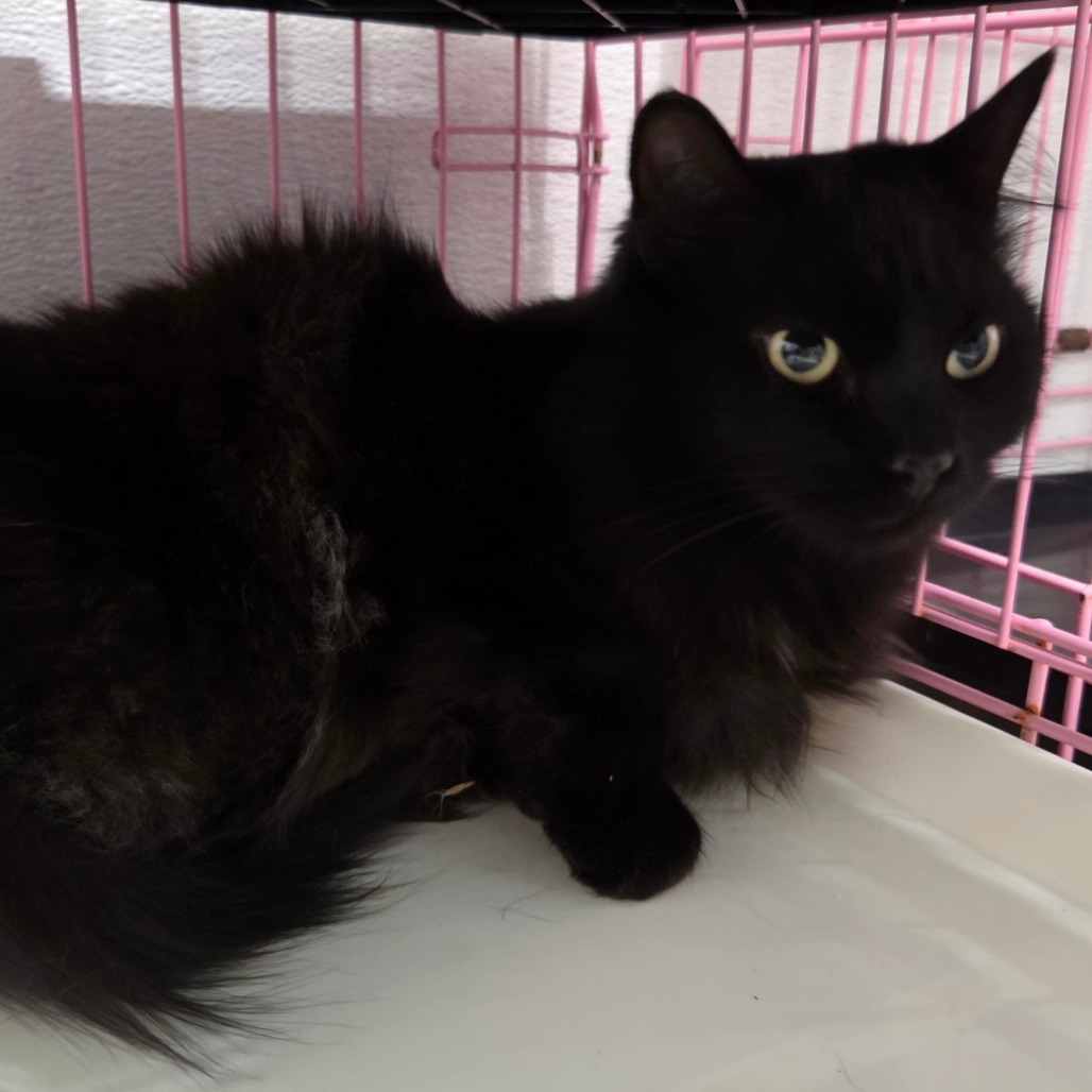 Eileen aka Kapoi, an adoptable Domestic Long Hair in Priest River, ID, 83856 | Photo Image 2