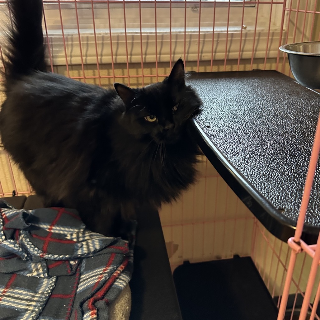Eileen aka Kapoi, an adoptable Domestic Long Hair in Priest River, ID, 83856 | Photo Image 3