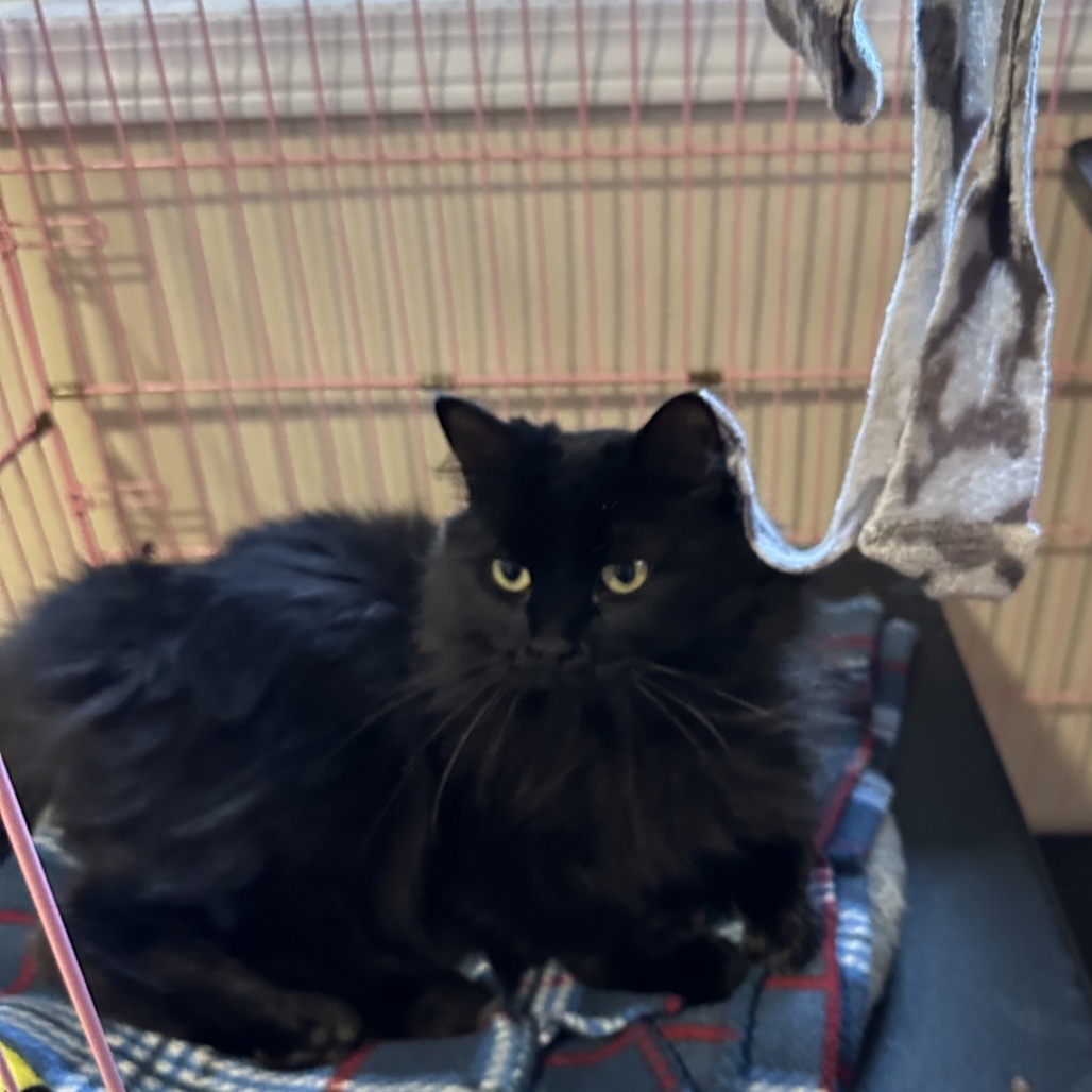 Eileen aka Kapoi, an adoptable Domestic Long Hair in Priest River, ID, 83856 | Photo Image 4